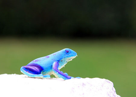 Blue Frog by John-Morgan